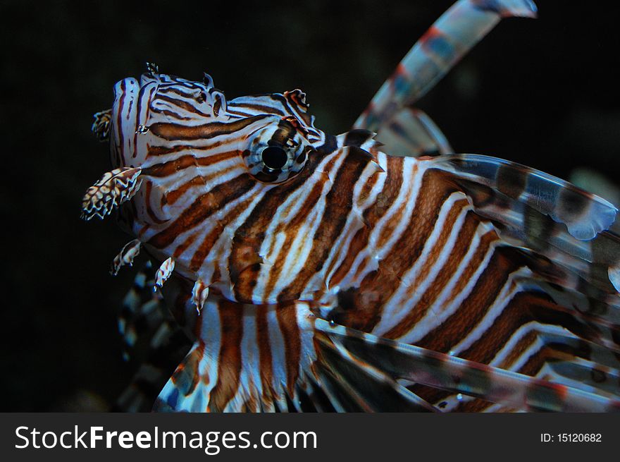 Lionfish in its underwater habitat, posing for the camera.