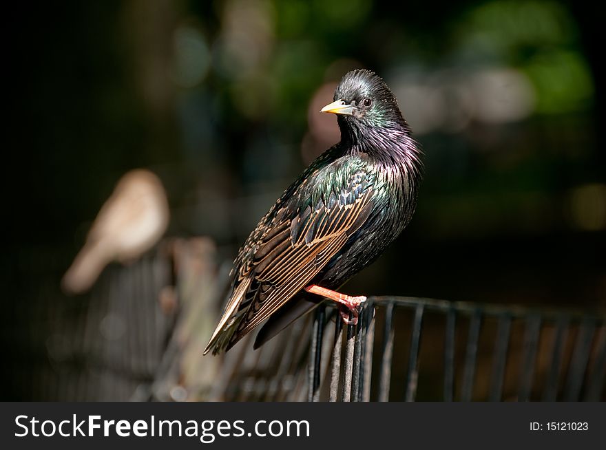 Common Starling in Central Park
