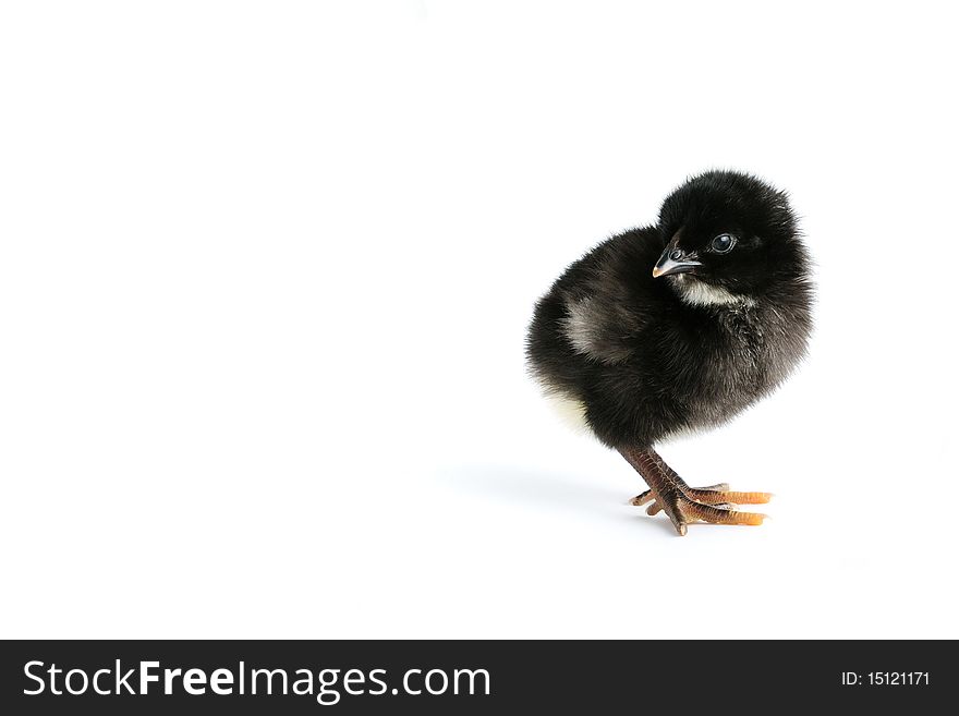Cute black baby chicken isolated on white with copy-space. Cute black baby chicken isolated on white with copy-space