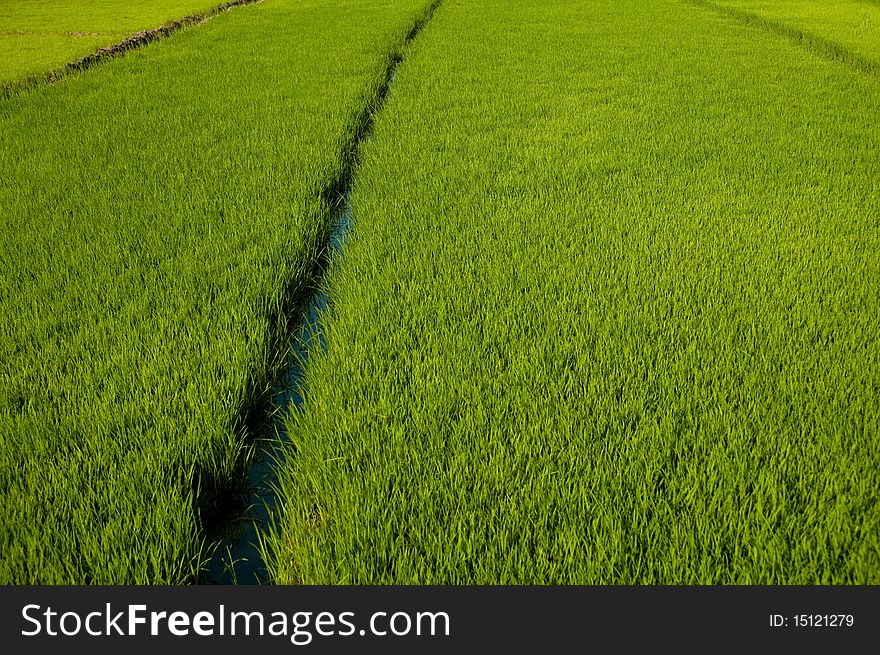 Organic plantation of rice in India