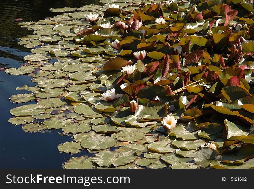 Lily pads floating on lake. Lily pads floating on lake