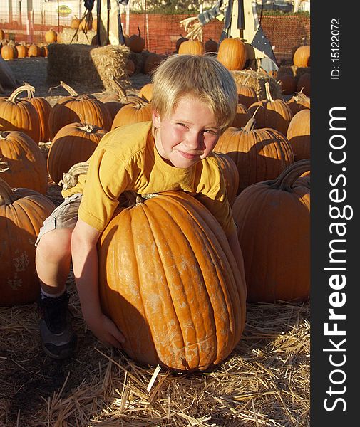 Six year old boy attempts to lift large pumpkin in pumpkin patch. Six year old boy attempts to lift large pumpkin in pumpkin patch
