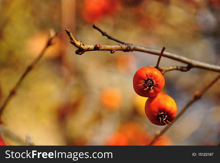 A close up of two little wild apples on the bare branches