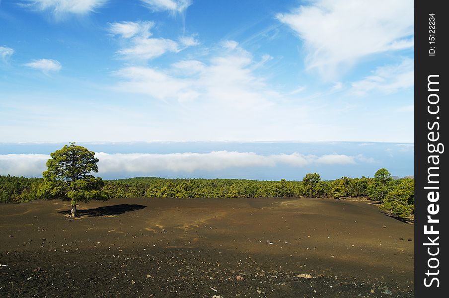 Lonely green tree standing on the earth. The blue sky with clouds. Lonely green tree standing on the earth. The blue sky with clouds.