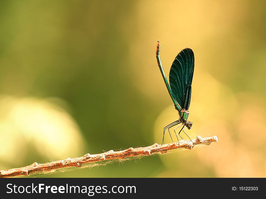 A damselfly sitting on a stick waiting for mating. The damselfly has its tail pointing upwards and the head downwards in a very unusual position.