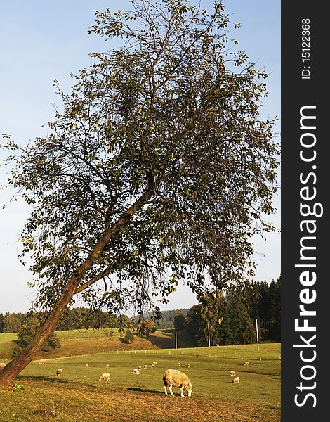 Sheep graze under a tree in eastern Bohemia. . Sheep graze under a tree in eastern Bohemia.