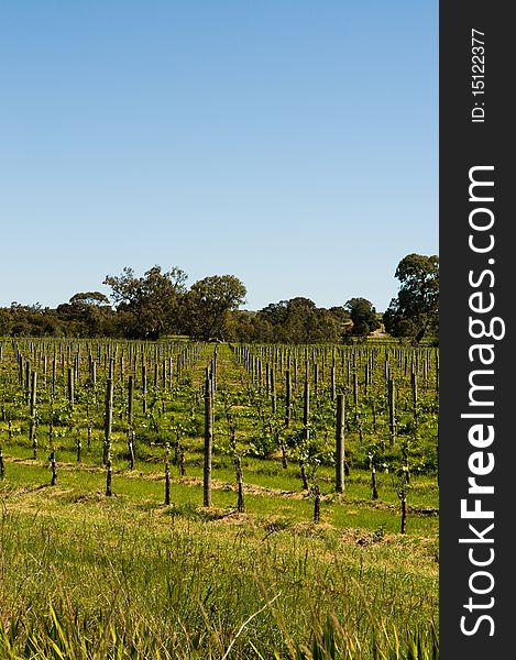 Vineyards in clarendon, south australia. Vineyards in clarendon, south australia