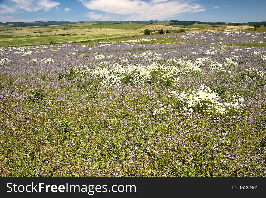 Summer meadow with flowers and blue sky