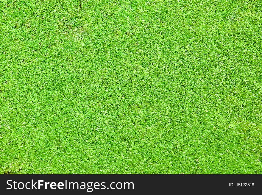 The abstract background of tropical moss
