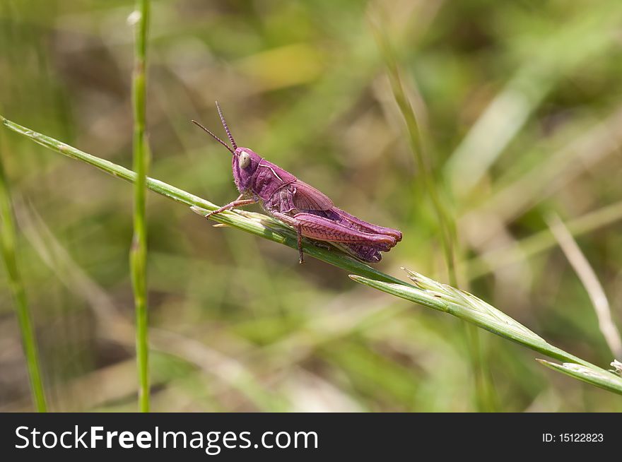Pink grasshopper in a Macro - rare mutation