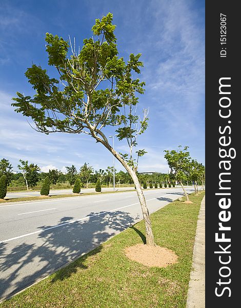 A tree details in Cyber Jaya landscape