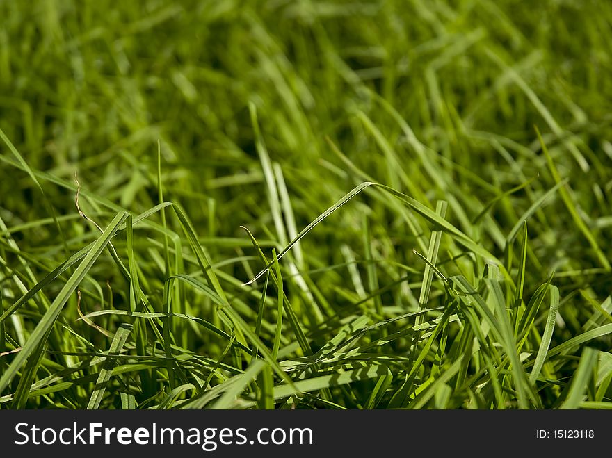 Uncut, lush growing green graas filling the frame. Uncut, lush growing green graas filling the frame