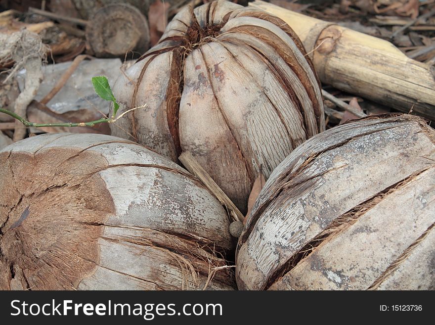 Dried coconut to make coconut milk