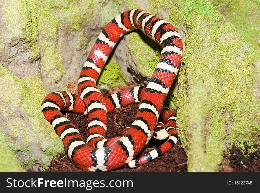 Kingsnake in Terrarium (Lampropeltis pyromelana)