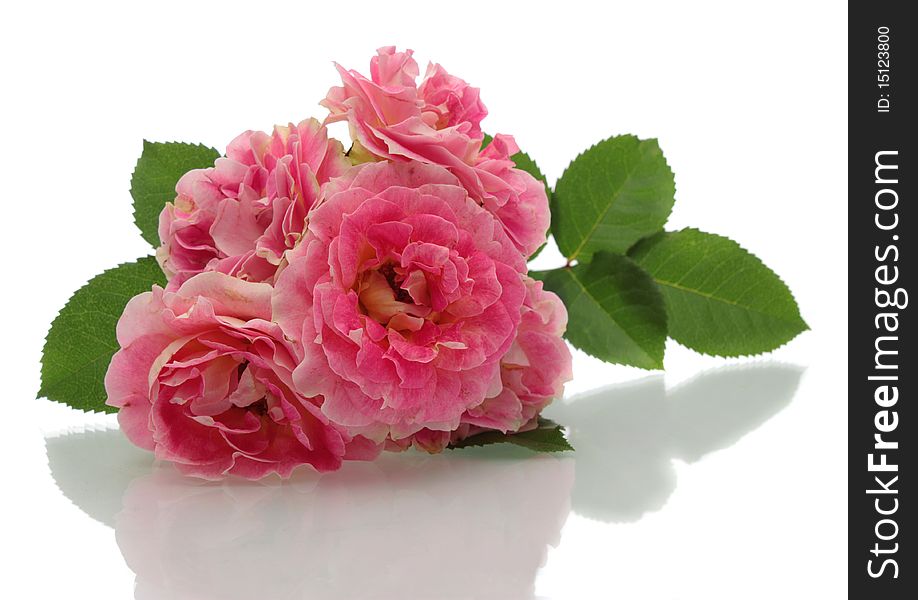 Pink roses on a white background it is isolated. Pink roses on a white background it is isolated.