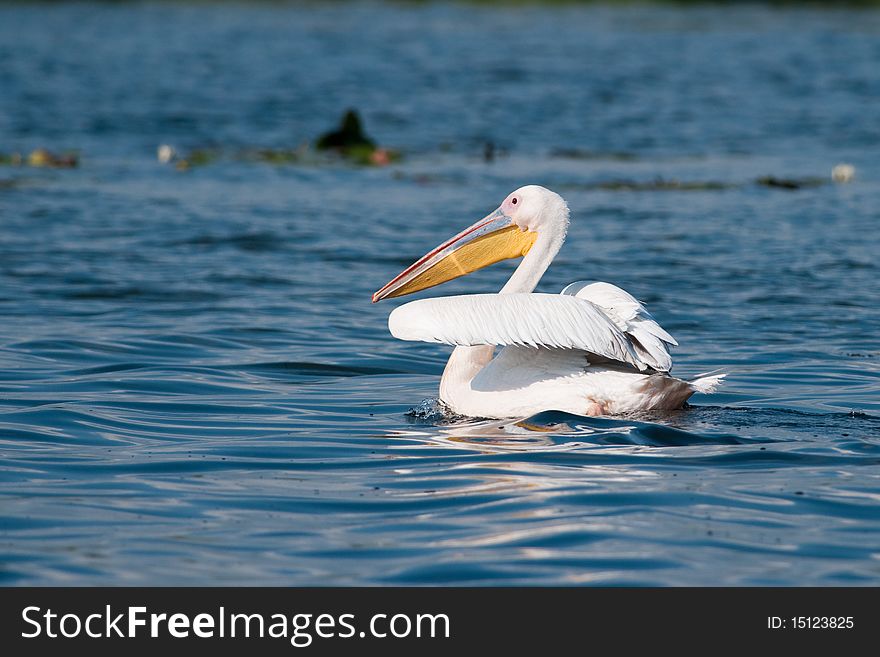 Great White Pelican on blue water