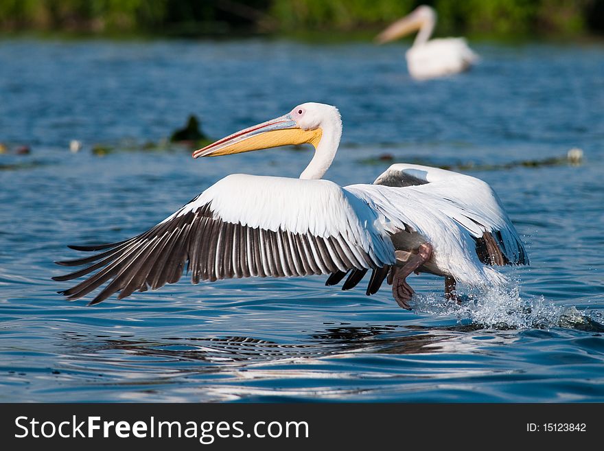 Great White Pelican (Pelecanus onocrotalus) Taking off. Great White Pelican (Pelecanus onocrotalus) Taking off