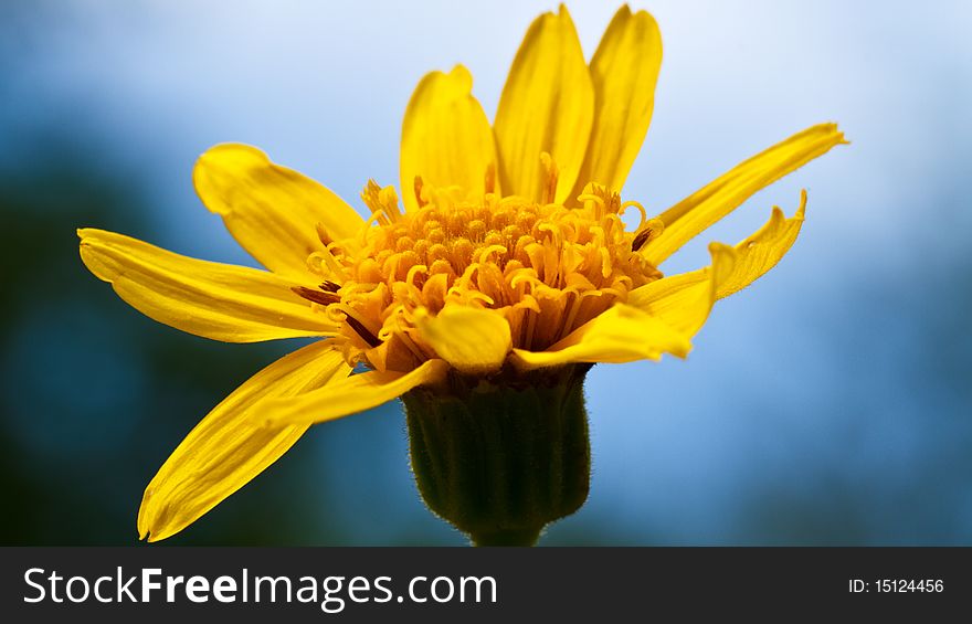 Yellow flower on blue background, macro. Yellow flower on blue background, macro