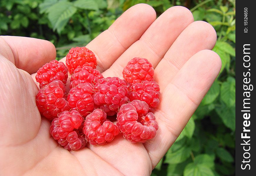 Raspberry berries in a palm closeup
