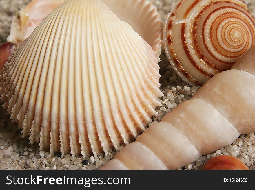Seashells assortment on the sand