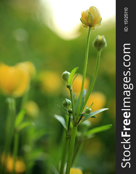 Close up of a globeflower