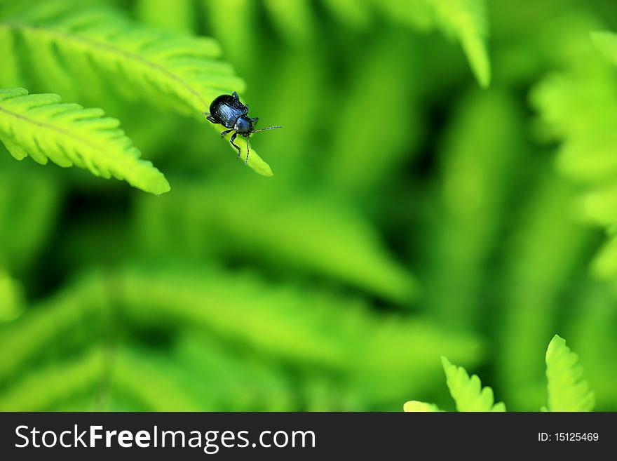 A black beetle on a fern