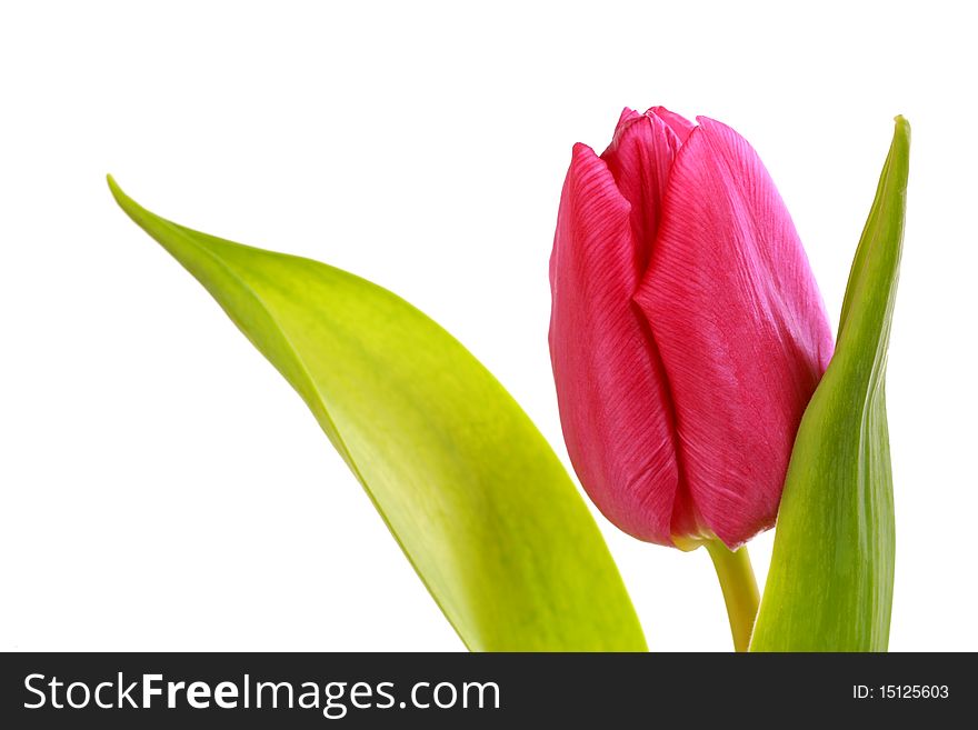 Close up of a singel tulip