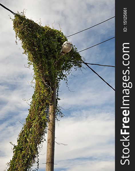 Typical electricity pole in a township in South Africa. Typical electricity pole in a township in South Africa