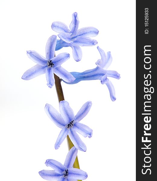 Hyacinth close-up view isolated on a white background