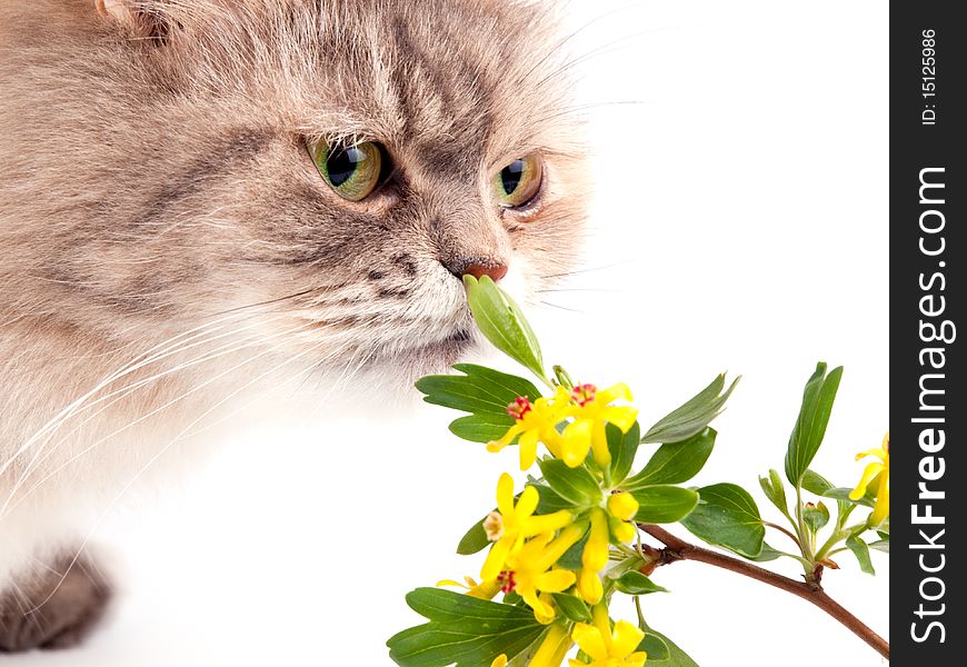 The cat and flower against white background