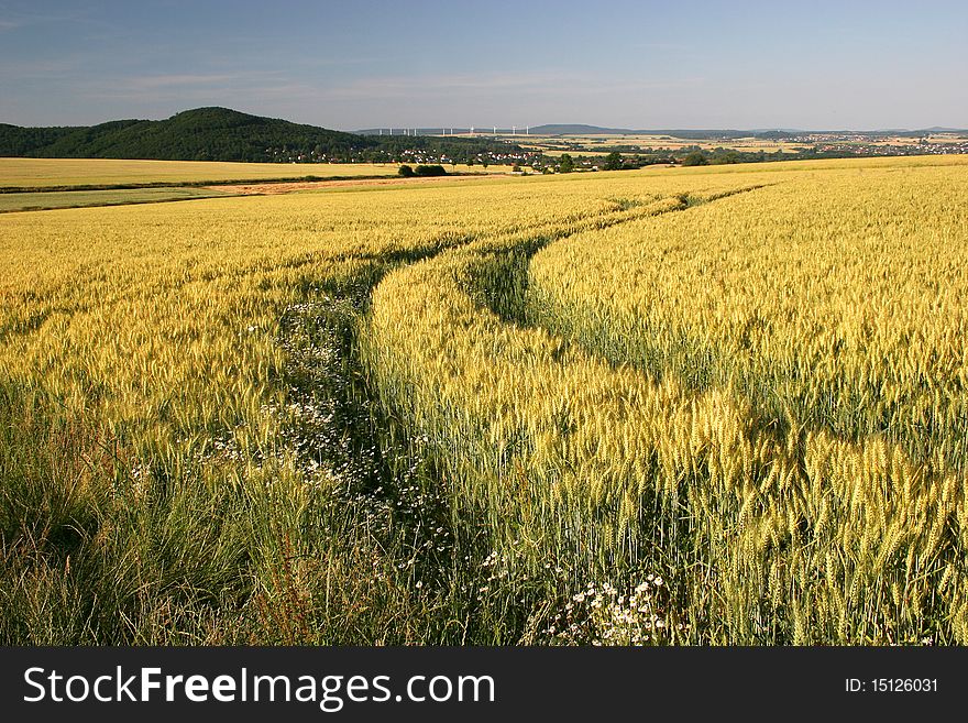 Barley field with tractor lane