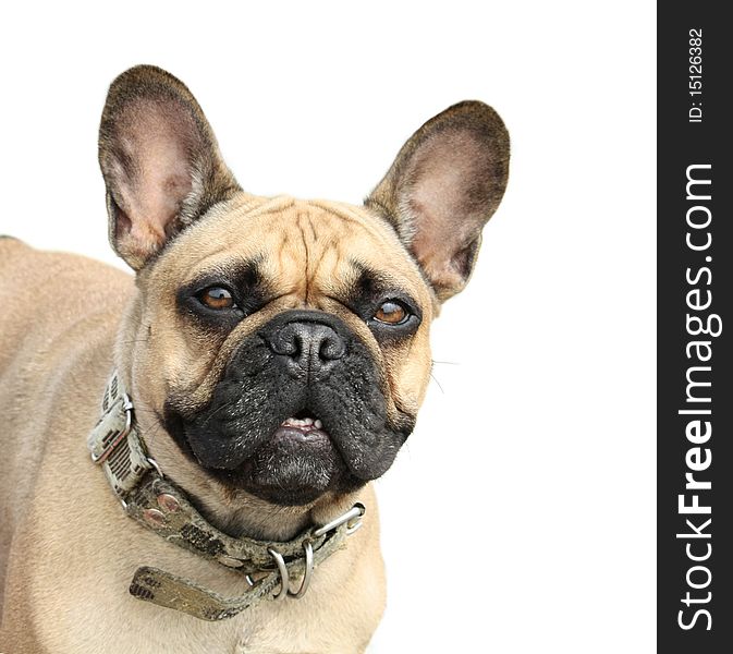 French Bulldog On A White Background