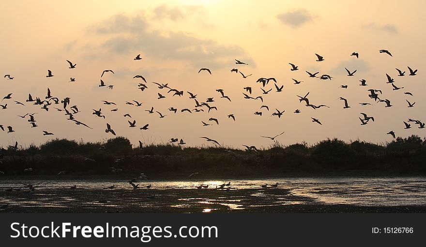 Gulls In Sunset