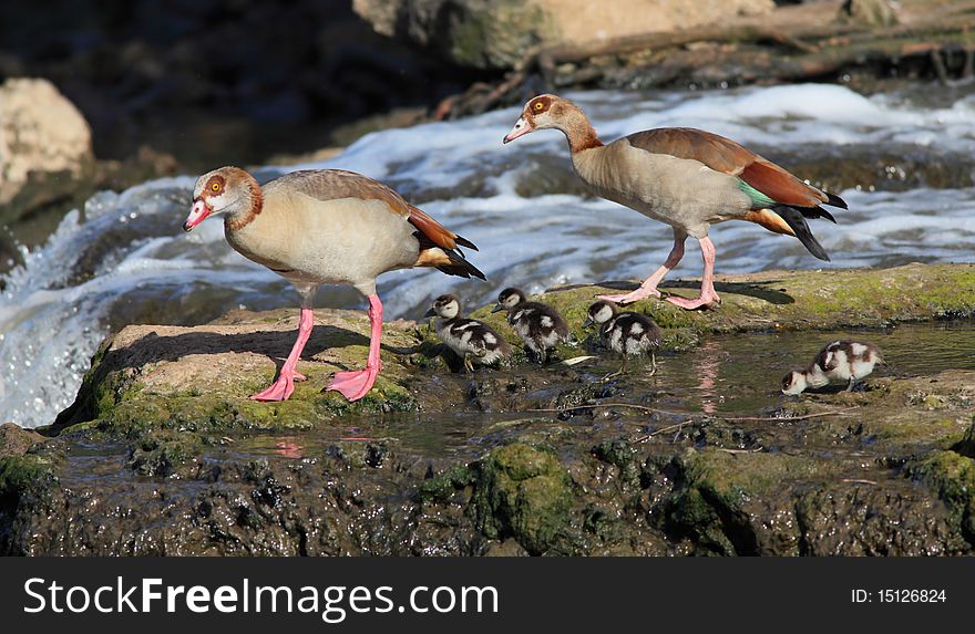 Egyptian goose parents and teir nestlings. Egyptian goose parents and teir nestlings