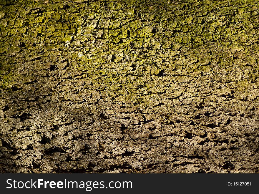 Tree bark with moss as a background, filling the frame