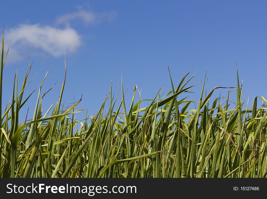 Grass With Sky Background