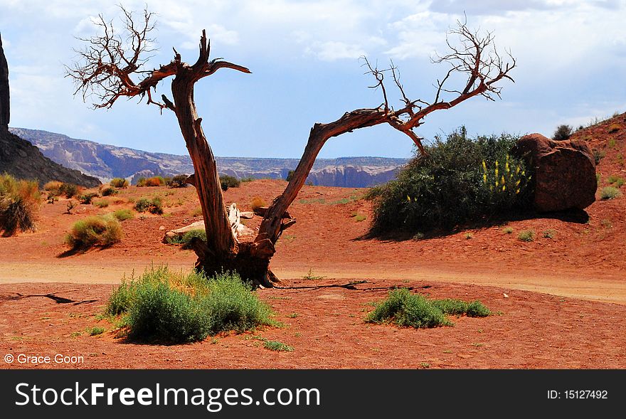 Tree At Monument Valley