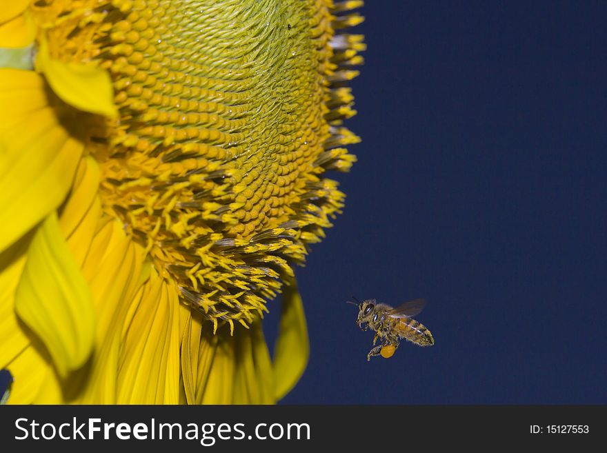 Apis Mellifera Honey Bee Meets Sunflower