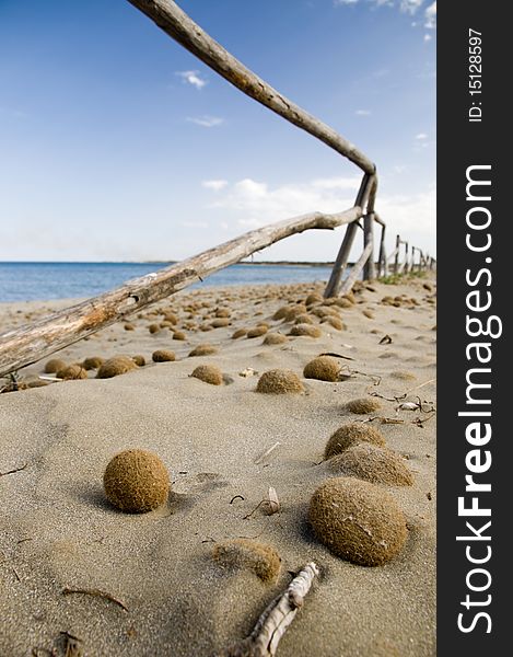 Dried sea-weed at the natural reserve beach near the town Noto, Sicily, Italy