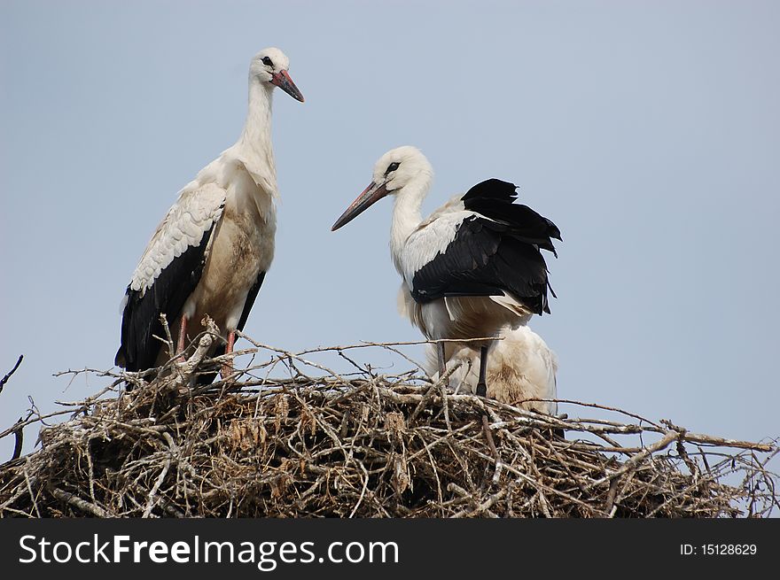 Stork on the nest.Kiev,Ukraine