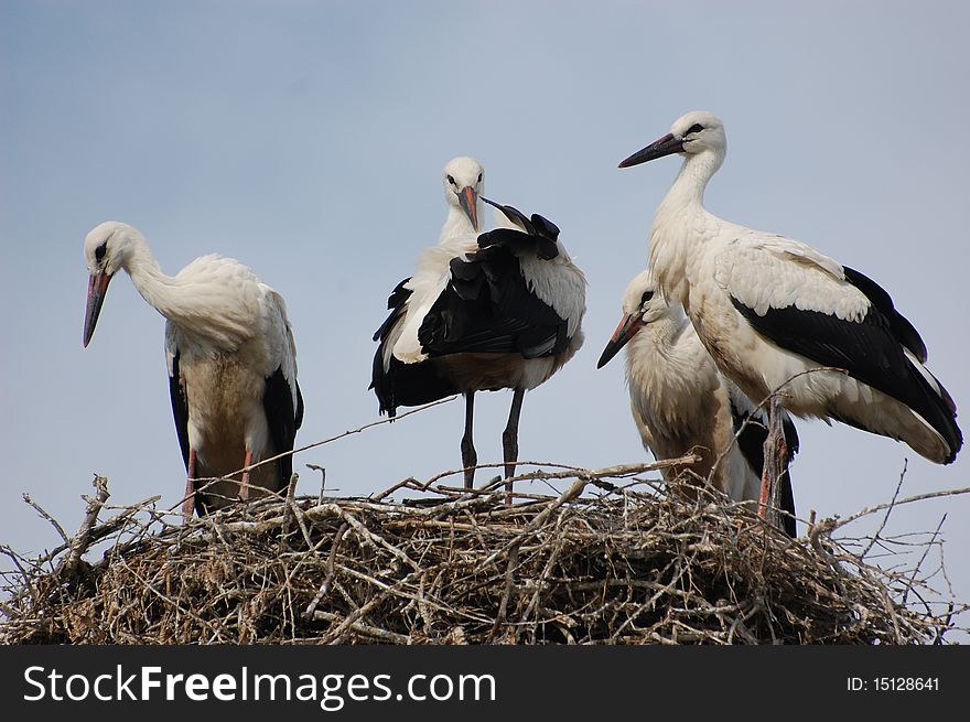 Stork on the nest.Kiev,Ukraine