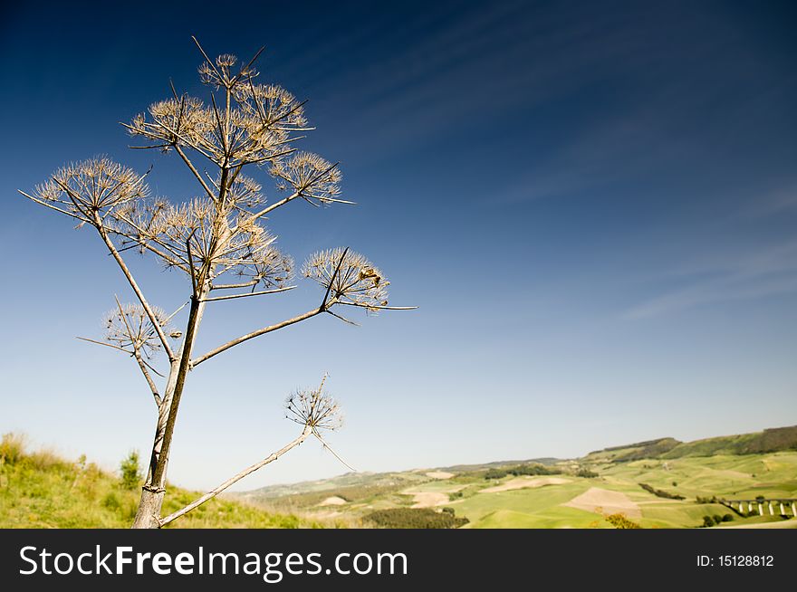 Dried wild plant against the blue sky, Sicily, Italy