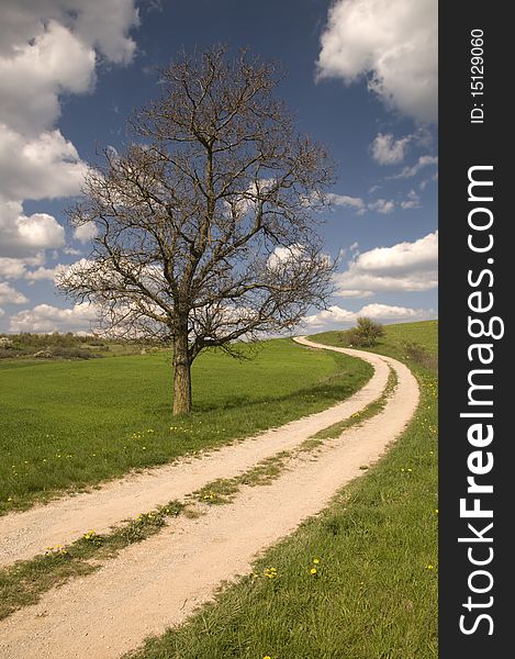 Country road with old dried tree and grass with sky background