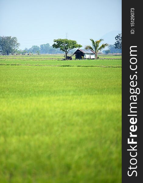 Grass Hut in a Rice Field