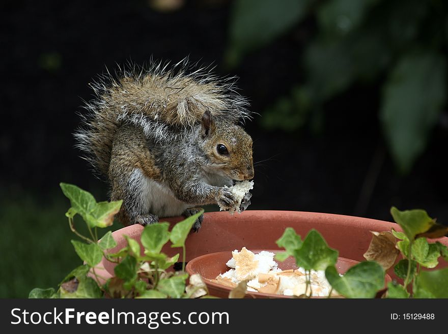 Gray squirrel with fluffy tail sitting on edge of dish eating a piece of bread.