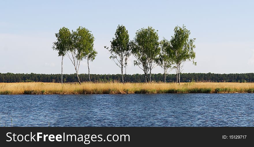 Landscape with birches on river bank