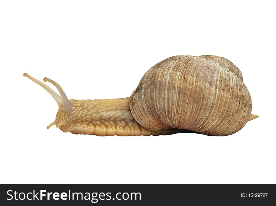 Garden snail isolated on white background