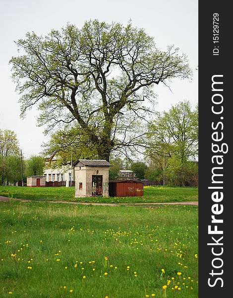 Old shack and tree on green grass