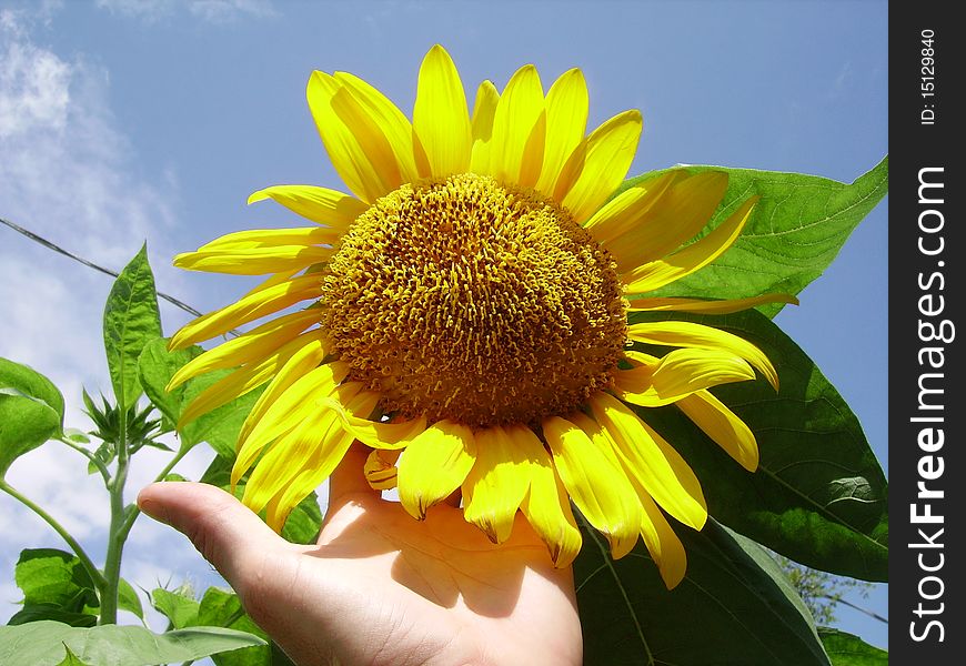 Holding Sunflower