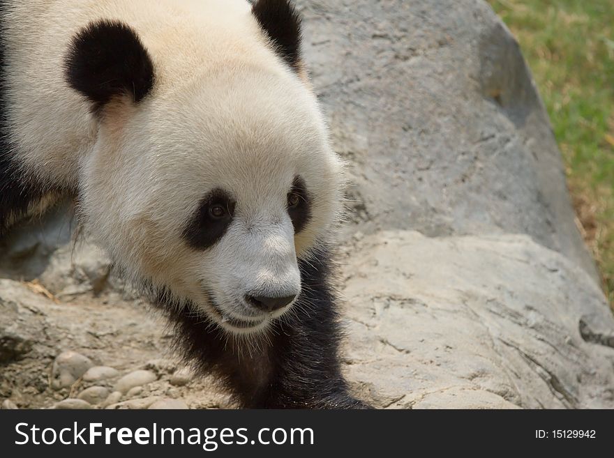 A lovely panda in the zoo. A lovely panda in the zoo